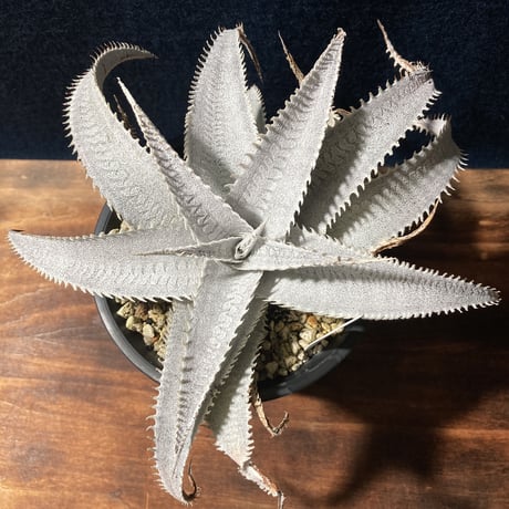 ディッキア マルニエラポストレイ　Dyckia ｍarnier-lapostollei
