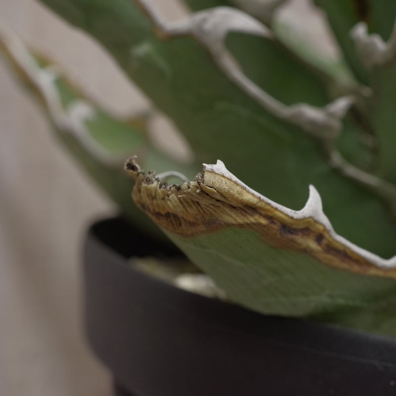 アガベ キシロナカンサ 'ブルー' 強刺・短葉 ／ Agave xylonacansa