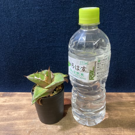 Agave titanota　Seedling Select