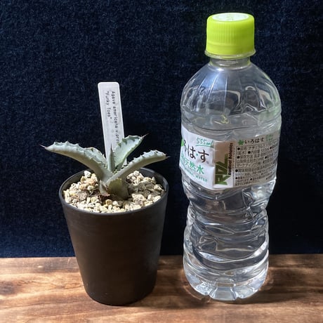 アガベ ファンキートゥース 　Agave americana v.protoamericana “Funky Toes”