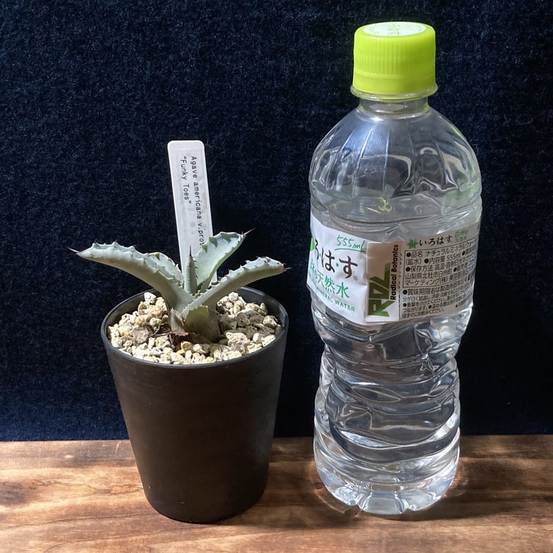 アガベ ファンキートゥース Agave americana v.protoamericana