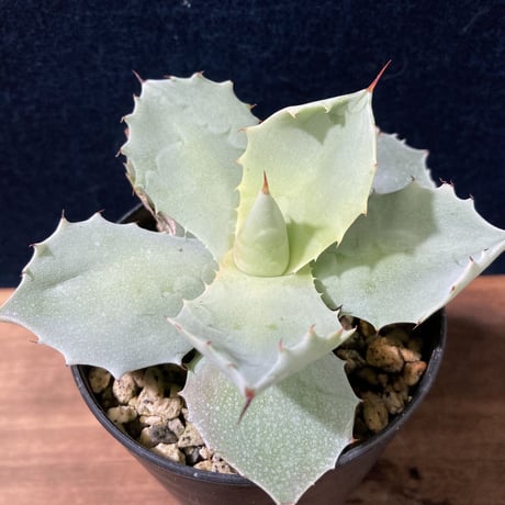 【厚葉・青白肌】アガベ イシスメンシス　Agave isthmensis