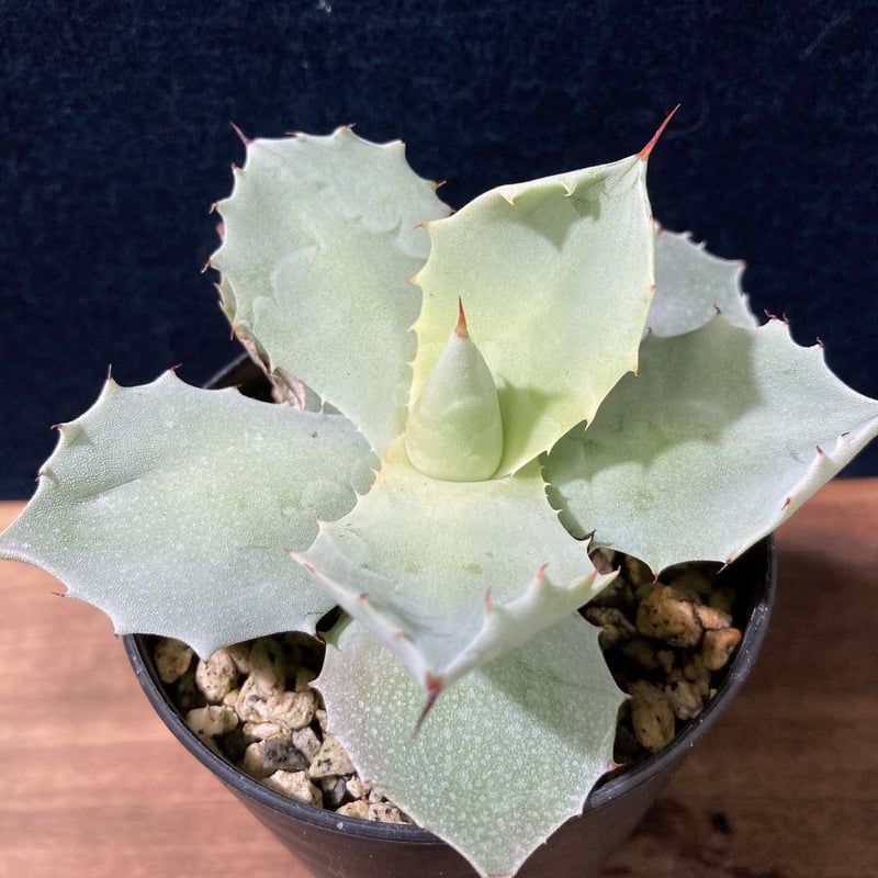 厚葉・青白肌】アガベ イシスメンシス Agave isthmensis | radical