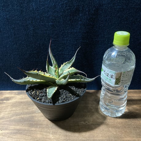 アガベ ザルケンシス錦 白黄覆輪　Agave scabra v.zarucensis f. aureo marginata