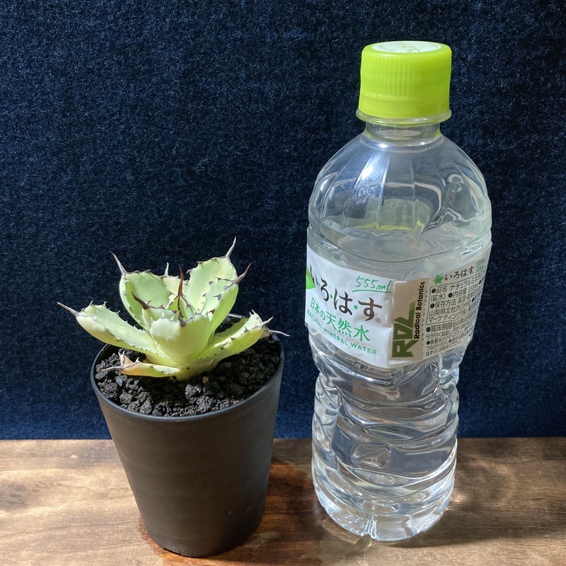 アガベ 吉祥冠錦 中斑 (識別code usumidori) | radical  