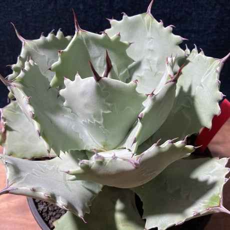 Agave isthmensis × parviflora　　最優良選抜