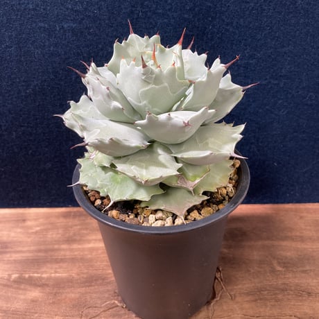 【厚葉・青白肌】アガベ イシスメンシス　Agave isthmensis