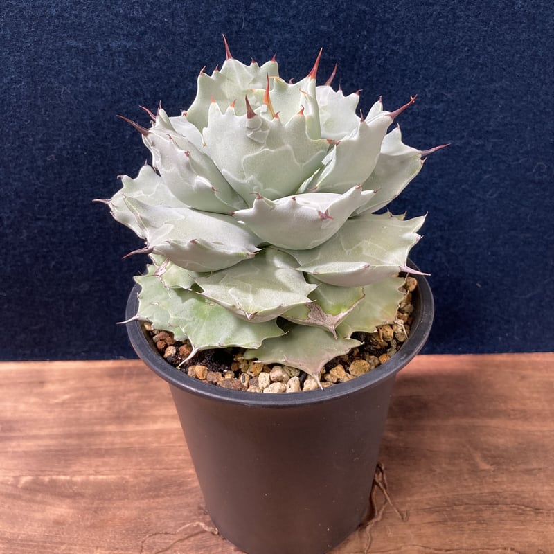 厚葉・青白肌】アガベ イシスメンシス Agave isthmensis | radical