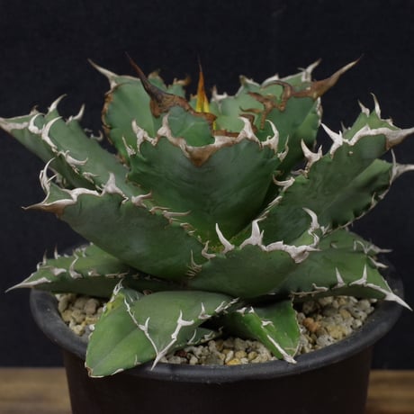 アガベ　チタノータ　Agave　titanota