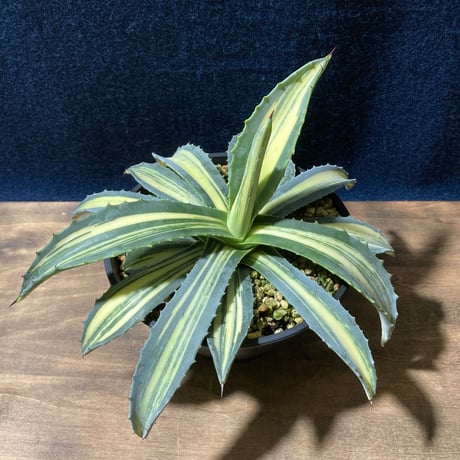 アガベ アメリカーナ 縞黄斑　Agave americana f.striata