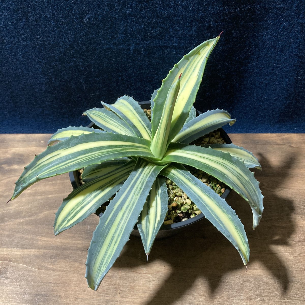 アガベ アメリカーナ 縞黄斑 Agave americana f.striata | radi...