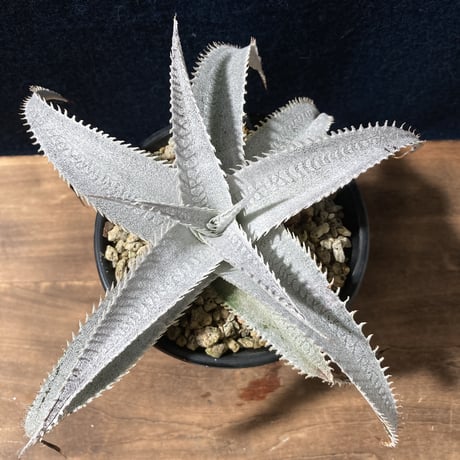 ディッキア マルニエラポストレイ　Dyckia ｍarnier-lapostollei