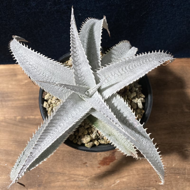 ディッキア マルニエラポストレイ Dyckia marnier-lapostollei | r