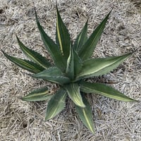 アガベ スカブラ錦 縞斑　Agave scabra f.striata