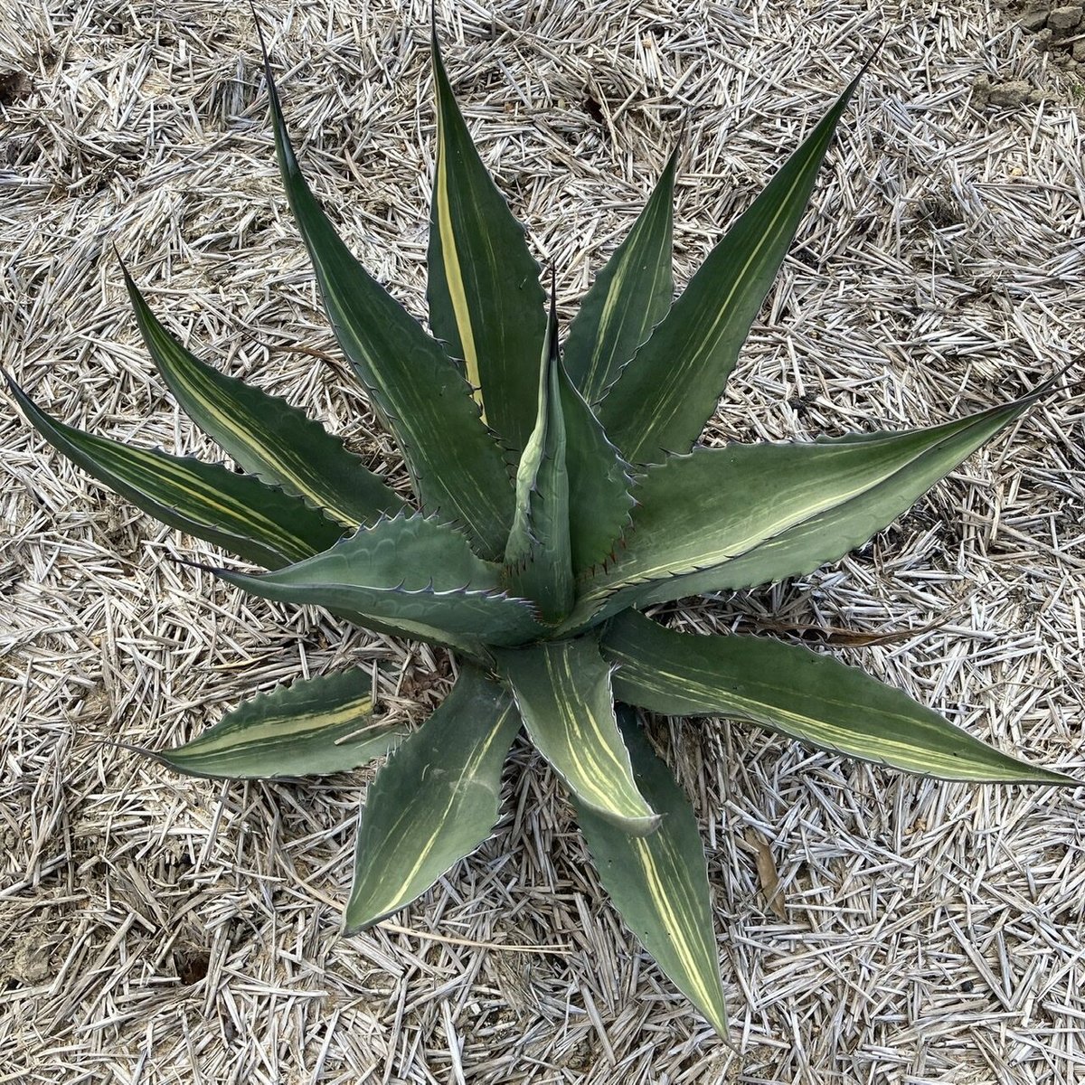 アガベ スカブラ錦 縞斑 Agave scabra f.striata | radical b...