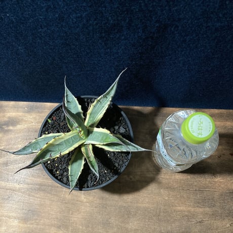 アガベ ザルケンシス錦 白黄覆輪　Agave scabra v.zarucensis f. aureo marginata