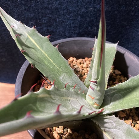 アガベ スカブラ錦 縞斑　Agave scabra f.striata
