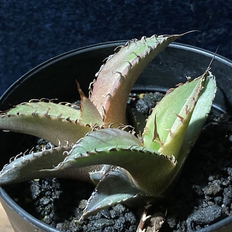 アガベ チタノータ 石化（いしか）　Agave titanota f.caespitosa  　分け株