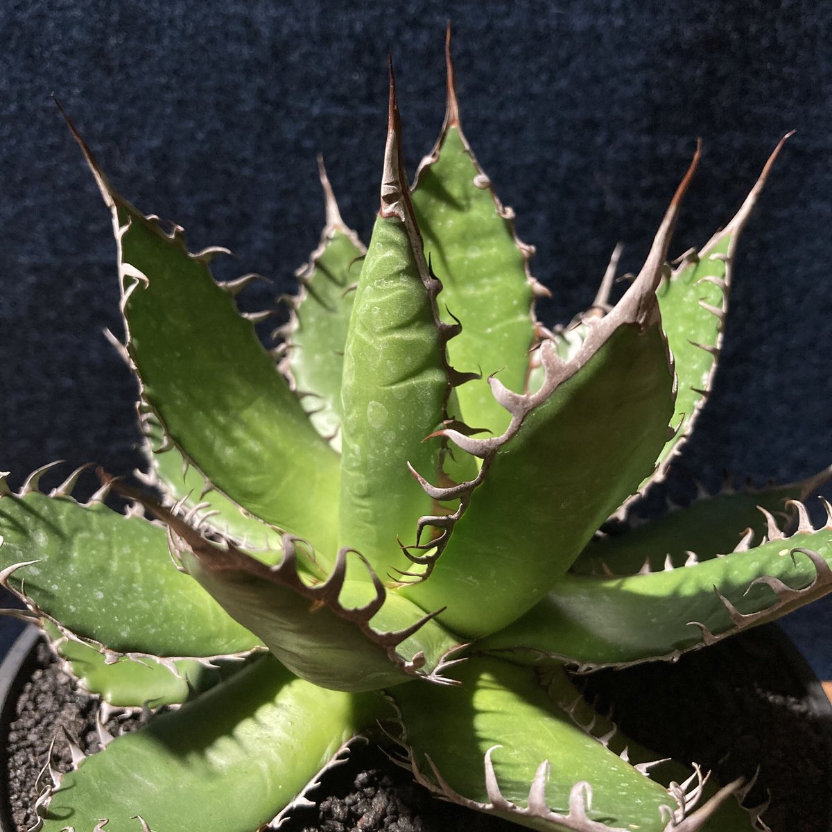 アガベ ホリダ 強鋸歯 Agave horrida | radical botanics