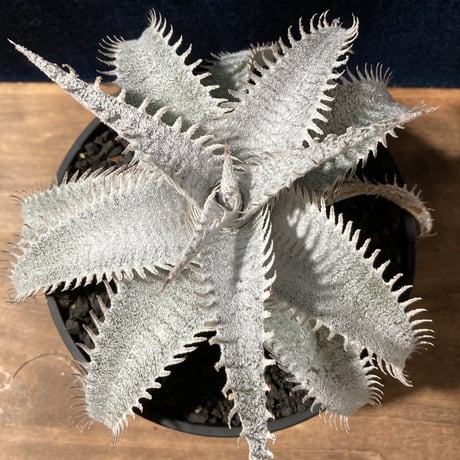 Dyckia ｍarnier-lapostollei v.estevesii WBC2006 Bill Baker　ディッキア  マルニエラポストレイ エステベシー  WBC2006  ビルベイカー