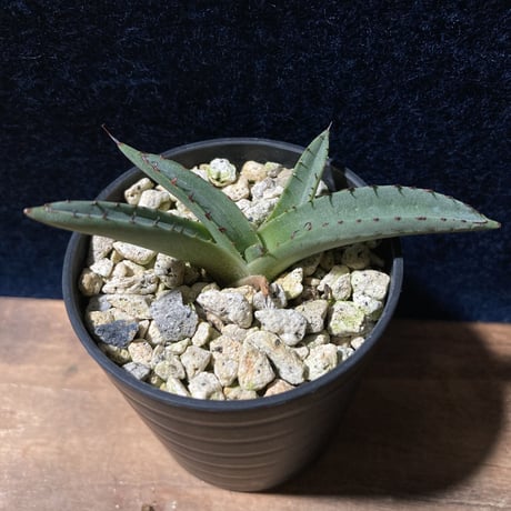 アガベ シャークスキン　Agave nigra “Shark Skin”  　　　　識別code0215