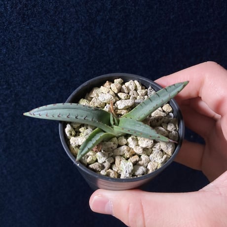 アガベ シャークスキン　Agave nigra “Shark Skin”  　　　　識別code0215
