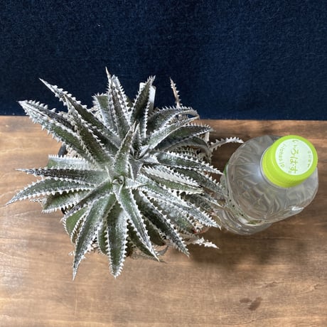 Dyckia Silver Shark　　【最終株】