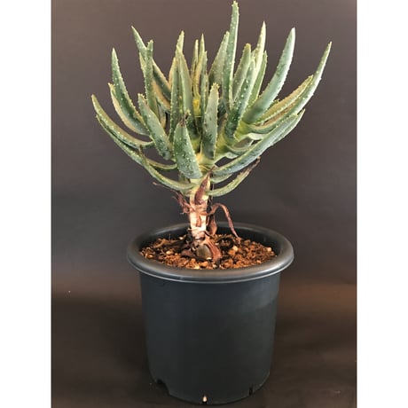 アロエ   ラモシシマ   五分頭　 Aloe  ramosissima