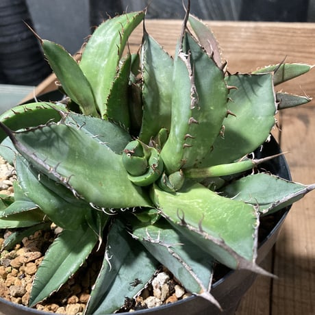 アガベ チタノータ 石化（いしか）　Agave titanota f.caespitosa  　分け株