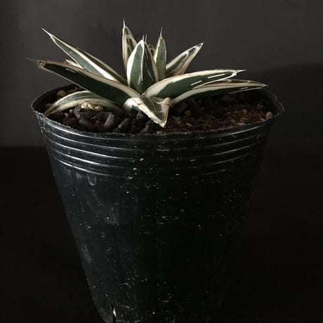 アガベ　❛氷山❜   　 Agave  victoriae-reginae  'hyouzan’