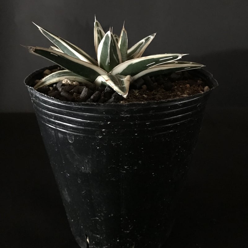 アガベ ❛氷山❜ Agave victoriae-reginae 'hyouzan