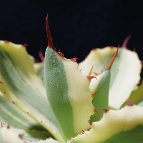 アガベ   スーパークラウン　Agave  potatrum   ‘Super  Crown’