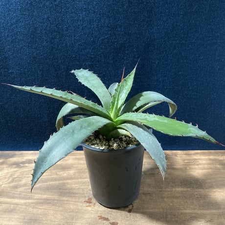 アガベ フェロックス ジョーズタイプ　Agave salmiana v.ferox Jaws Type