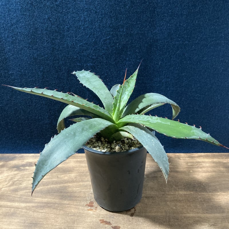 Agave shark skin × salmiana v. ferox　2株 Agave 'Sharkskin Shoes' (Northern Sharkskin Agave) - World