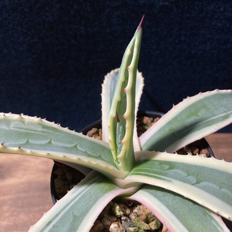 アガベ アメリカーナ 覆輪　Agave americana f.marginata