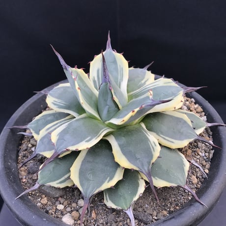 アガベ　❛クリームスパイク❜　Agave  applanata  ’Cream Spike’