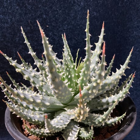 アロエ 児玉白磁盃　Aloe pratensis