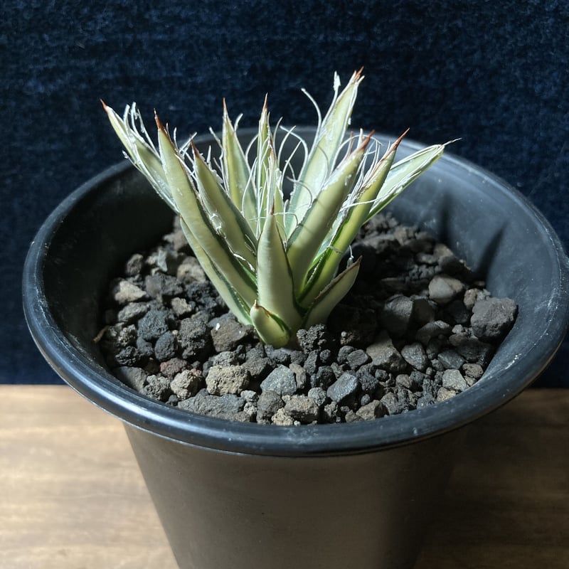 アガベ笹の雪極氷山白虎斑胴切りの天