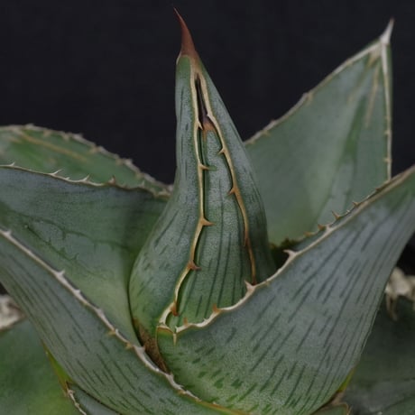 アガベ   プミラ　Agave  pumila