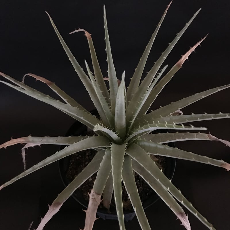 プヤ ベヌスタ Puya venusta | radical botanics