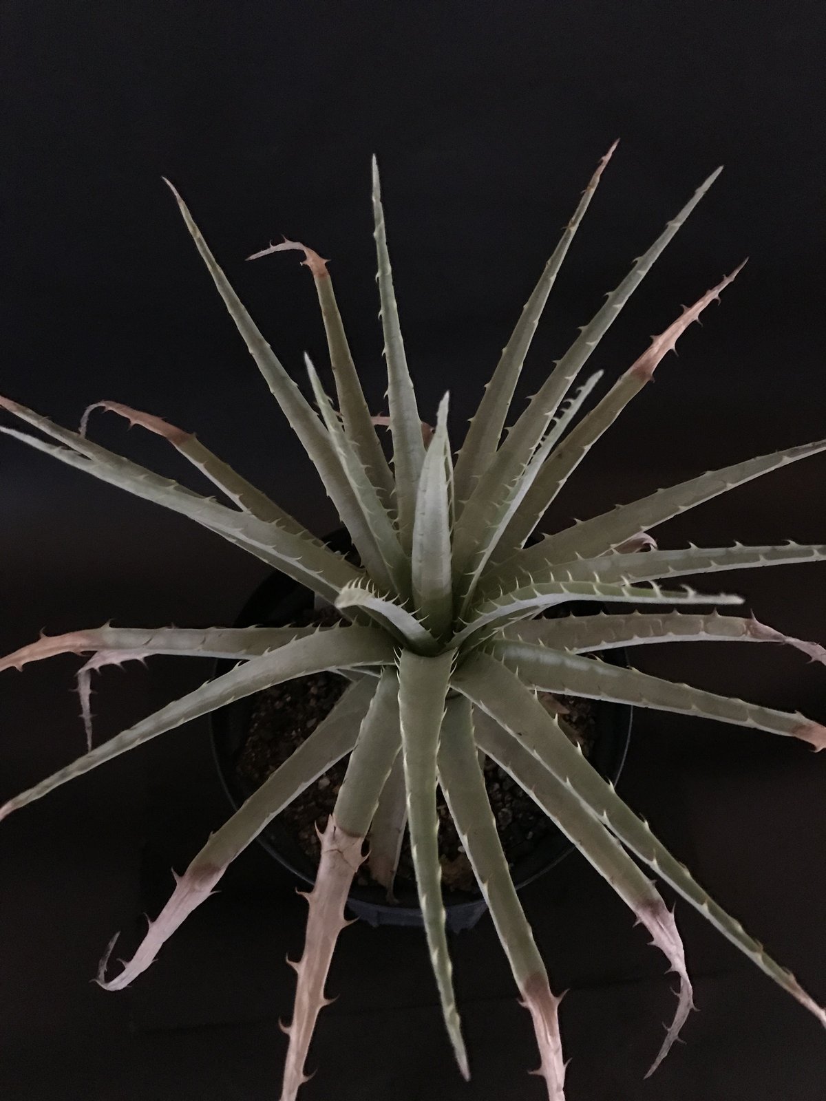 プヤ ベヌスタ A 5ヘッド プヤ ベヌスタ Puya venusta | radical botanics