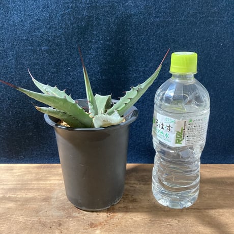 アガベ スカブラ錦 縞斑　Agave scabra f.striata