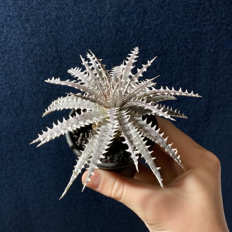 Dyckia N'S-Hyb.(fosteriana Senges Parana Brazil × Dyckia “Bare Bones”)   (識別code:world's first)