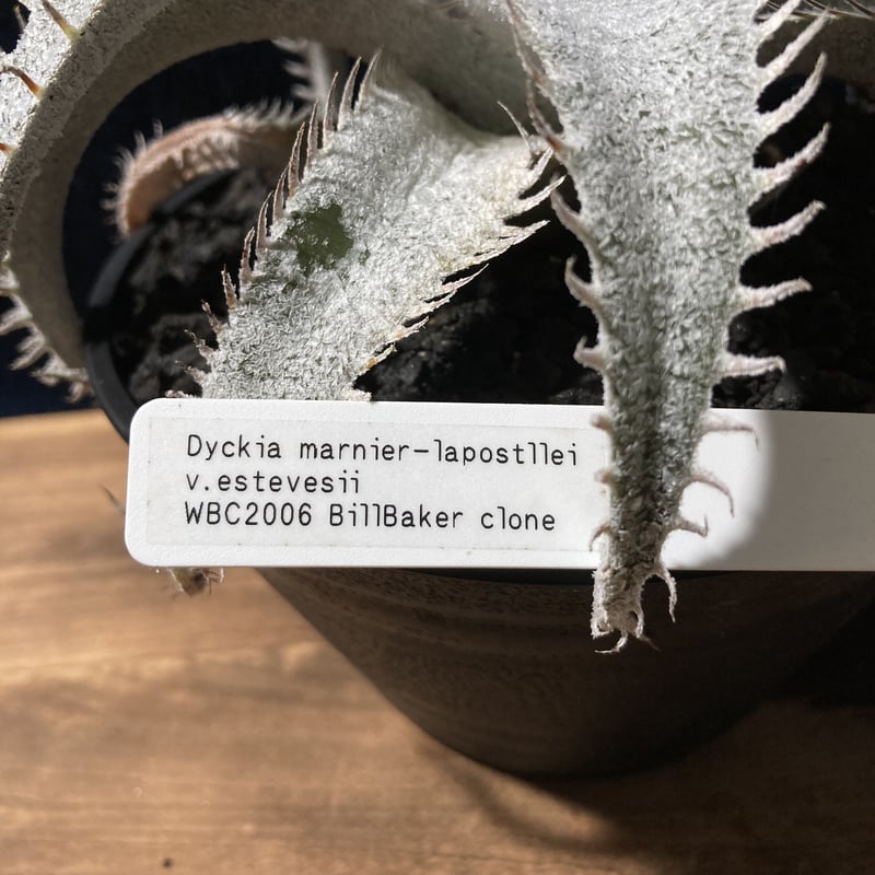 ディッキア エルカホン Dyckia El Cajon ⑵