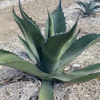 アガベ フェロックス ジョーズタイプ　Agave salmiana v.ferox Jaws Type