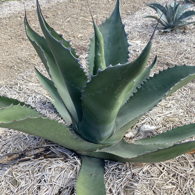 アガベ サルミアナ フェロックス リップルエフェクト (Agave アガベ サルミアナ フェロックス リップルエフェクト (Agave