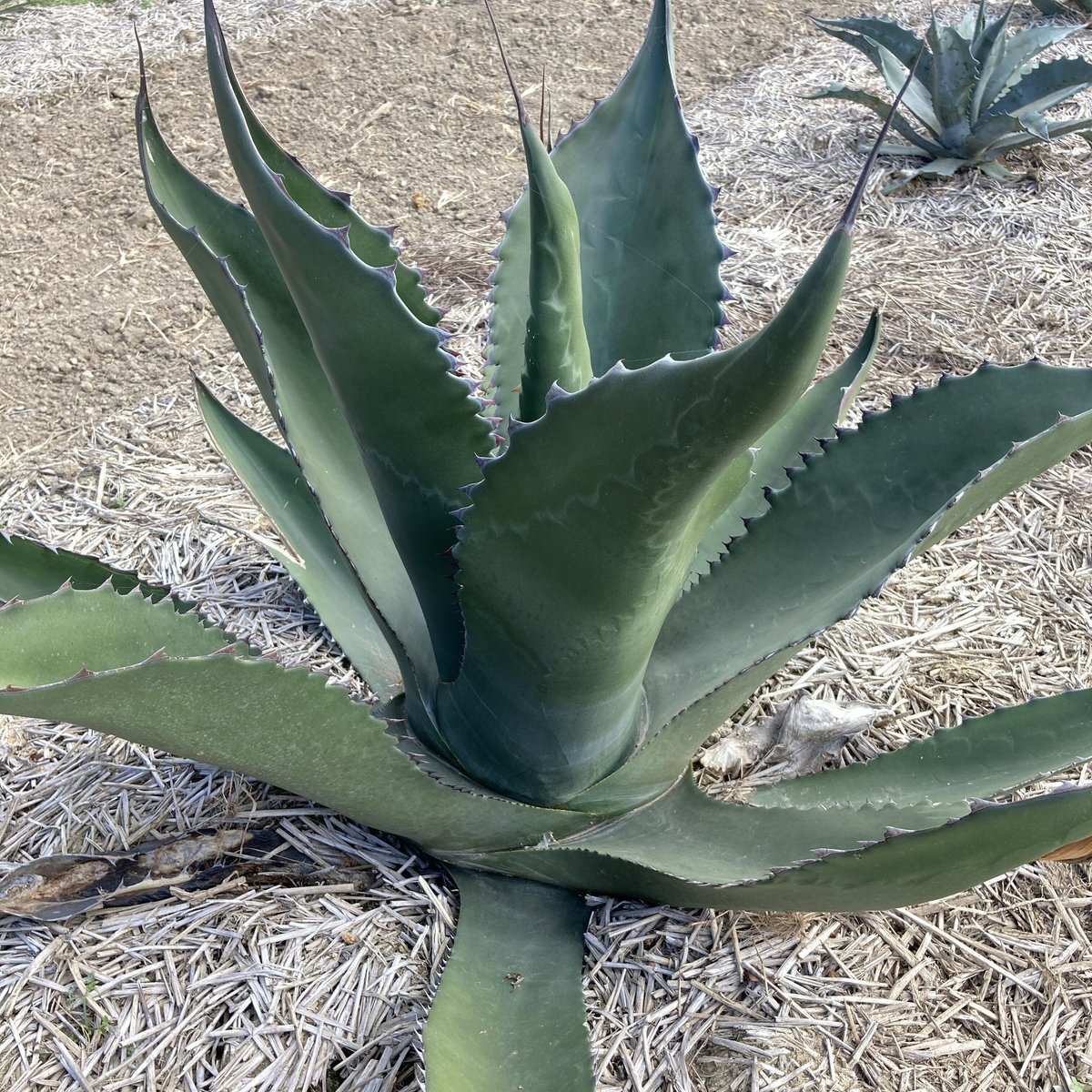 アガベ フェロックス ジョーズタイプ Agave salmiana v.ferox Jaws 