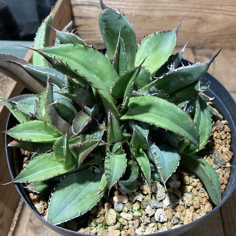 アガベ チタノータ 石化（いしか）　Agave titanota f.caespitosa  　分け株