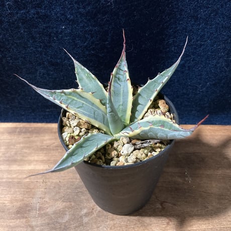 アガベ スカブラショート 黄覆輪　Agave scabra f. marginata Short Leaf