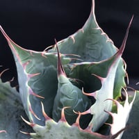 アガベ　❛ファイヤーボール❜　Agave  parrasana  ’Fire ball’